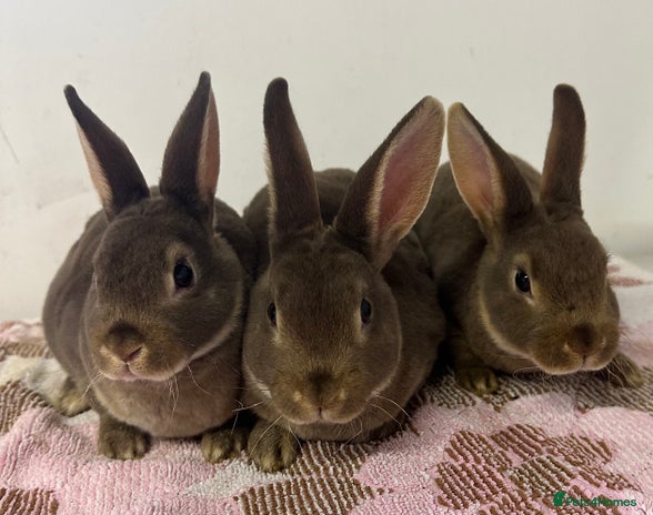 Rex rabbits Stunning mini Rex babies - Advert 1