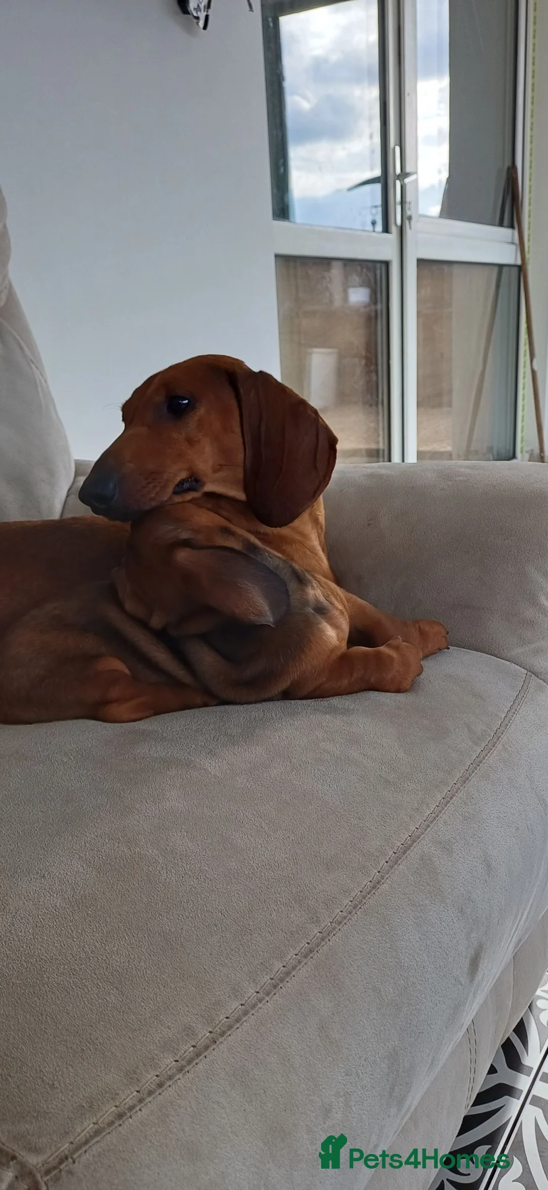 Dachshund dogs for sale: OUTSTANDING KC REGISTERED DACHSHUND - Advert 10