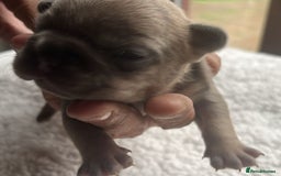 French Bulldog dogs for sale: 7 Stunning Babies ❤️💙 - Image 8
