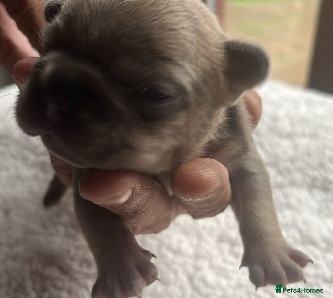 French Bulldog dogs for sale: 7 Stunning Babies ❤️💙 - Image 8