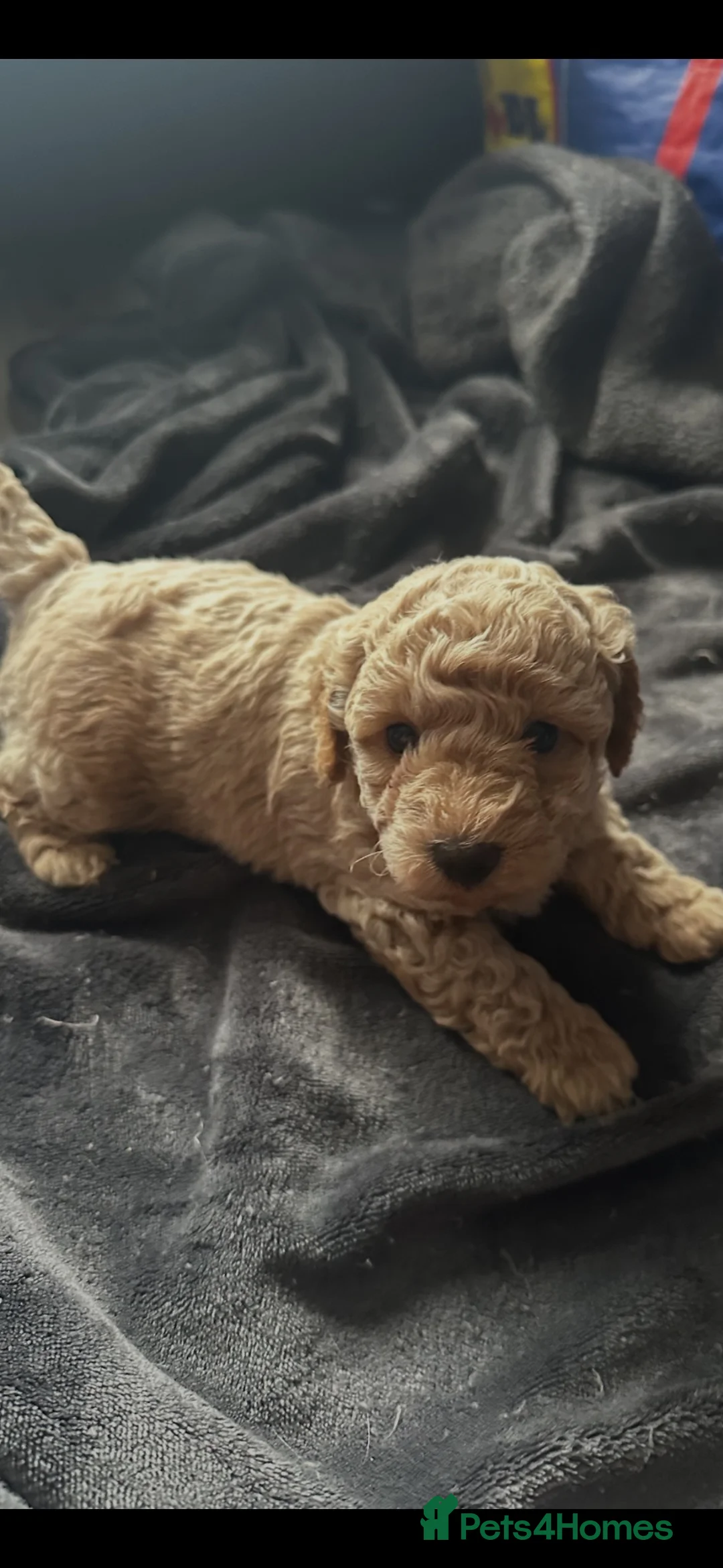 Labradoodle dogs for sale: F1b miniature labradoodle  - Advert 2