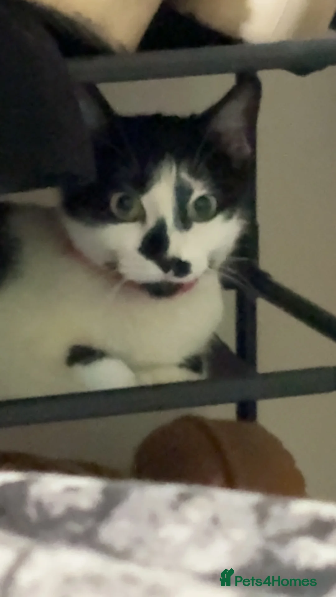 British Shorthair cats for sale: Fluffy  in London - Advert 1