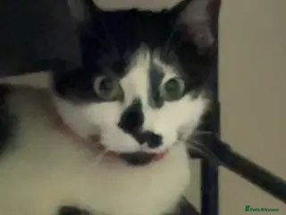 British Shorthair cats Fluffy in London - Advert 1