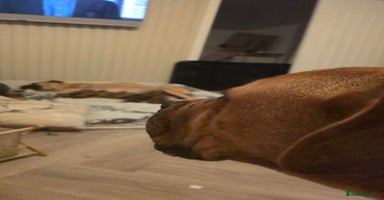 Mixed Breed dogs Adorable Bull Bordeaux Puppies  - Advert 2