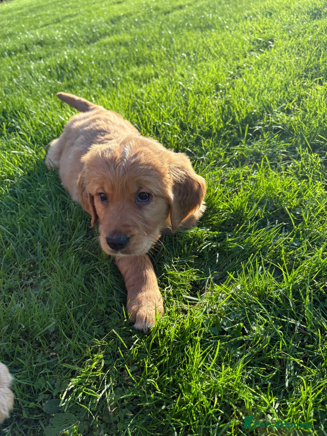 Golden Retriever dogs for sale: KC Registered Golden Retriever Puppies - Image 22