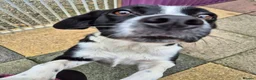 Mixed Breed dogs for adoption: Maudy - In Ayr Looking for a home  - Advert 4