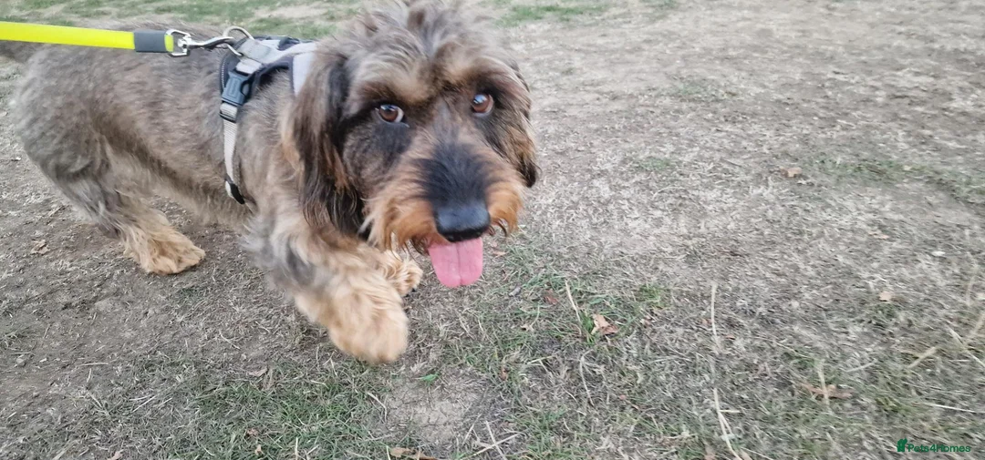 Dachshund dogs for stud: Wirehaired dachshund for stud in Windsor - Advert 3