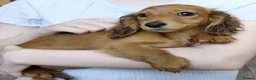 Miniature Dachshund dogs for sale: ✨️Beautiful Longhaired Minis✨️Lovely Temperments✨️ - Advert 15
