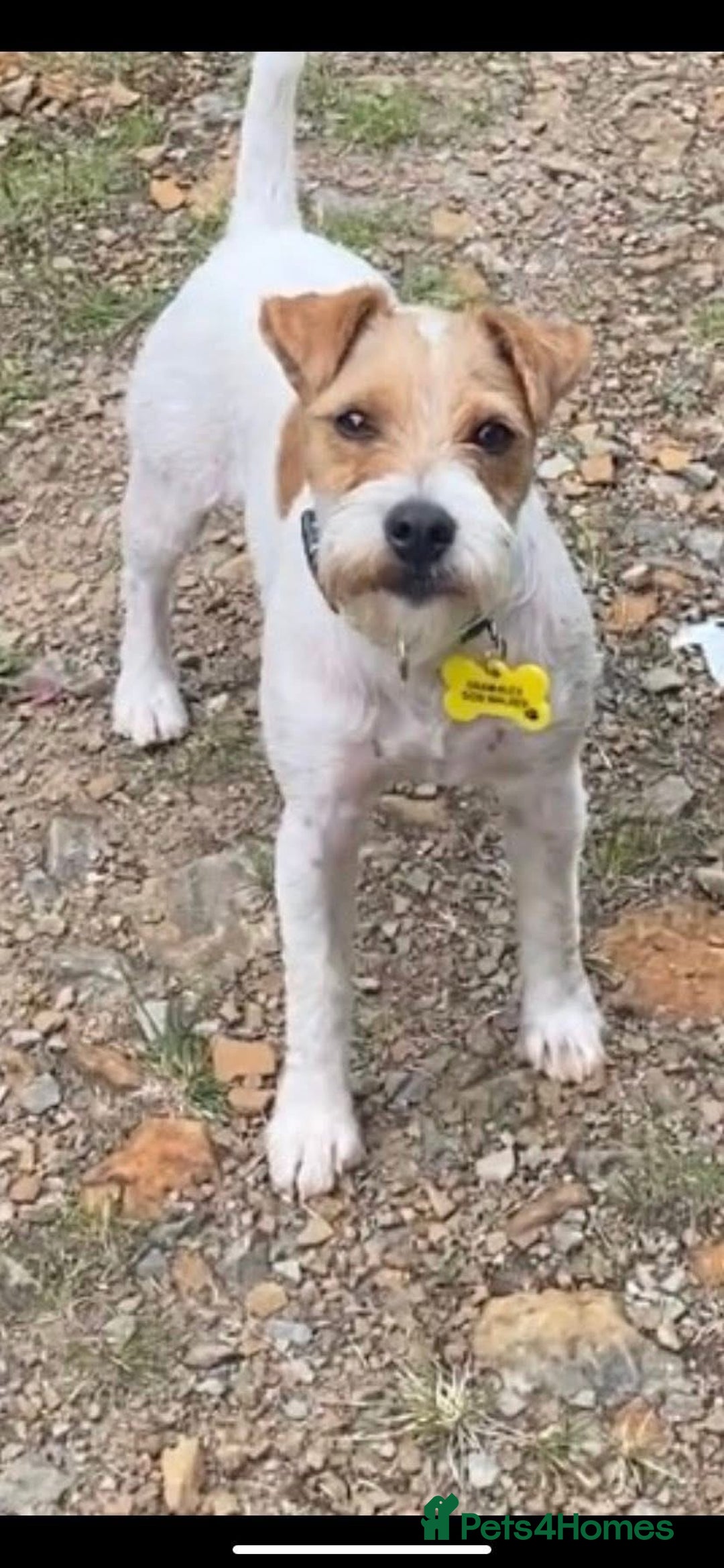 Parson Russell dogs for sale: Crufts winner 2024 Daughter Has Puppies KC Reg - Advert 12