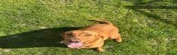 Labrador Retriever dogs for sale: Beautiful fox red Labrador bitch puppy - Advert 3