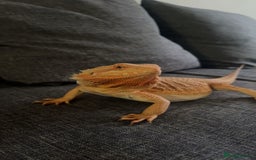 Bearded Dragon reptiles for sale: Bearded Dragon for rehoming (full set up included) - Image 1