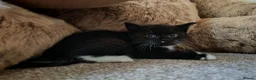 Mixed Breed cats for sale: BRITISH SHORTHAIR CROSS KITTENS *READY NOW* - Advert 7