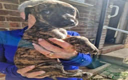 Mixed Breed dogs for sale: Saluki greyhound whippet pups - Image 3