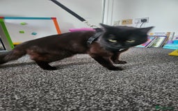 Mixed Breed cats for sale: Beautiful baby boy available  - Image 1