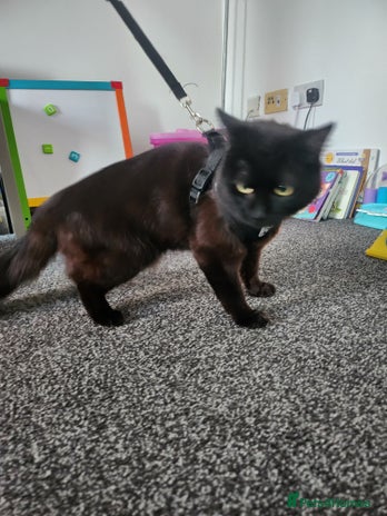 Mixed Breed cats - Advert 2