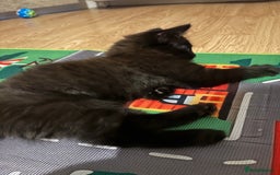 Mixed Breed cats for sale: Playful Kitten  - Image 3