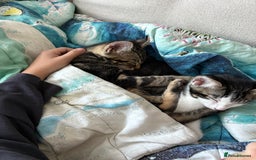Bengal cats for sale: Two beautiful loving Boys 9 weeks old - Image 5