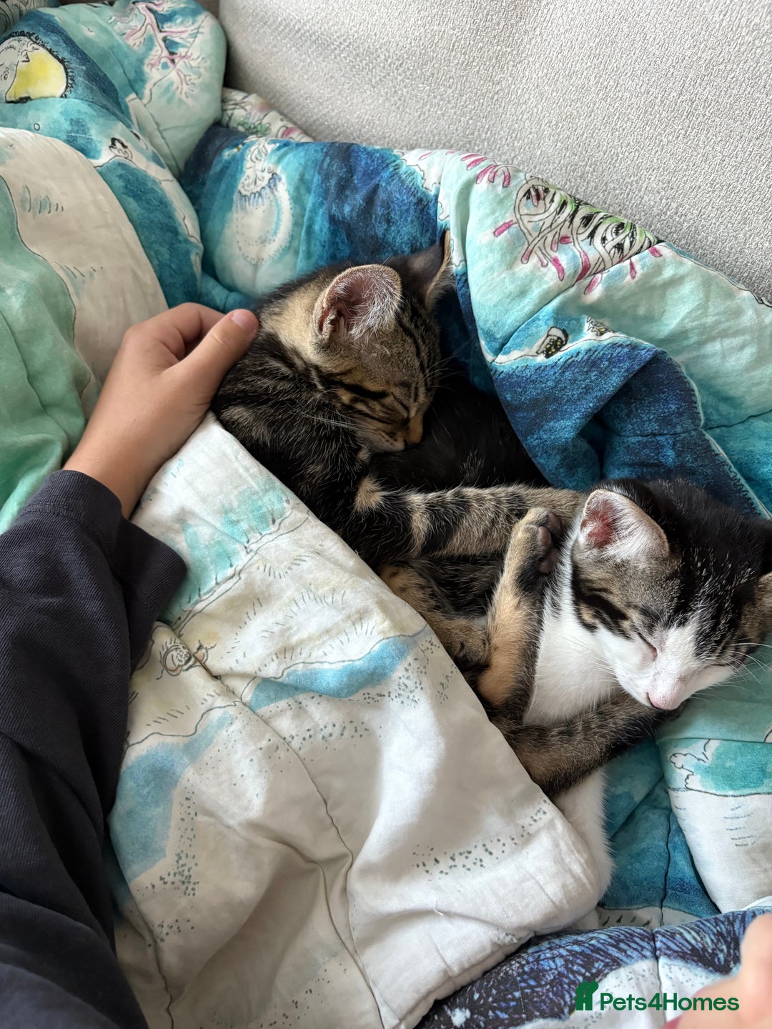 Bengal cats for sale: Two beautiful loving Boys 9 weeks old - Image 5
