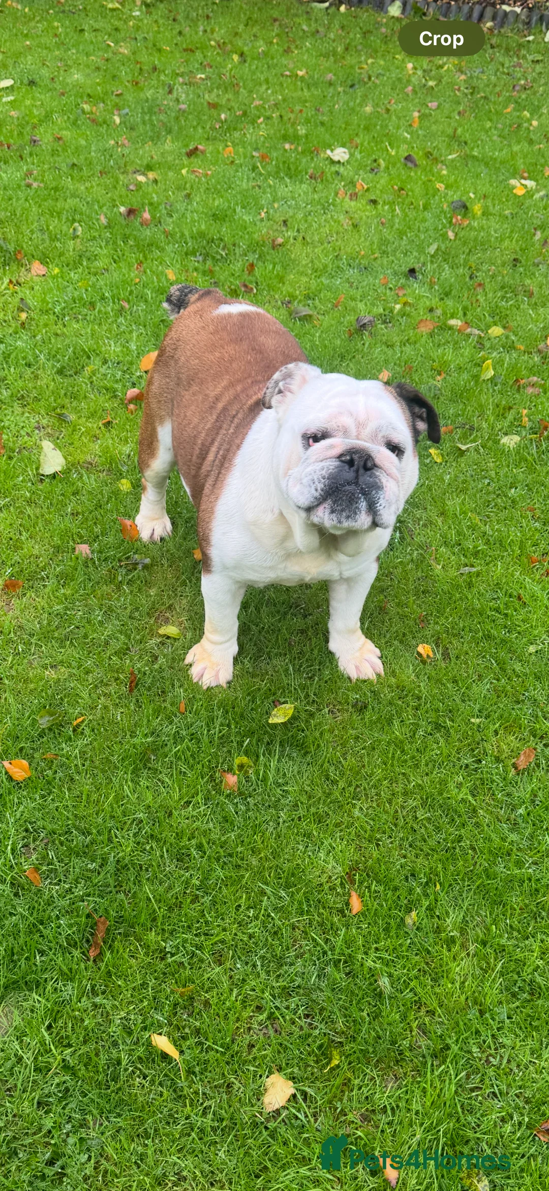 English Bulldog dogs for sale: KC REG Red and White Traditional  Bulldog Puppies  - Advert 2