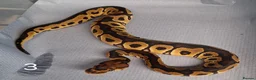 Python Snake reptiles for sale: Hatchling Royal Python's Females  - Advert 7