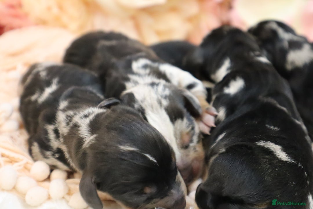 Miniature Dachshund dogs for sale: KC Miniature Dachshund Puppies - Advert 10