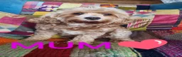 Cavapoo dogs for sale: Stunning Red toy F2B cavapoo - Advert 10