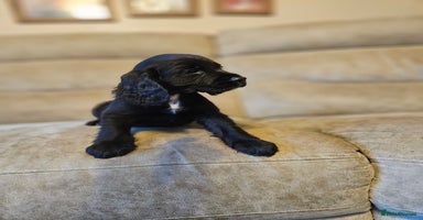 Cocker Spaniel dogs - Advert 6
