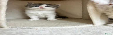 Persian 5