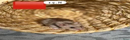 Hamster rodents for sale: Beautiful baby Syrian Hamsters Sheffield - Advert 18