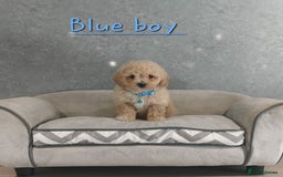 Poochon dogs for sale: Poochon puppies - Image 6