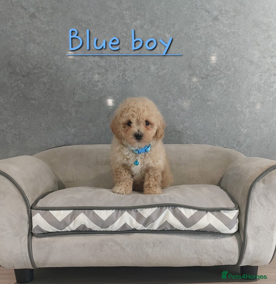 Poochon dogs for sale: Poochon puppies - Image 6