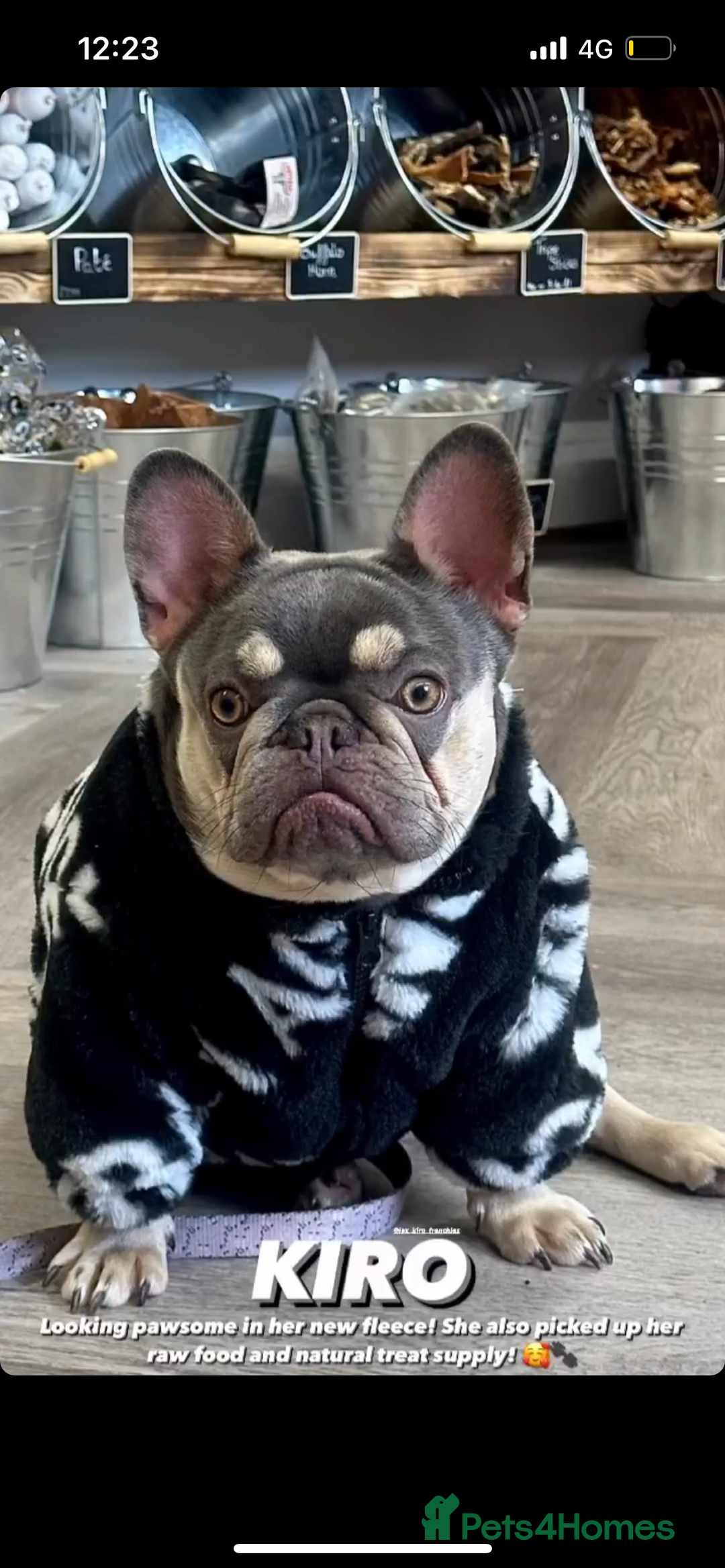 French Bulldog dogs for sale: French bulldog girl  - Advert 2