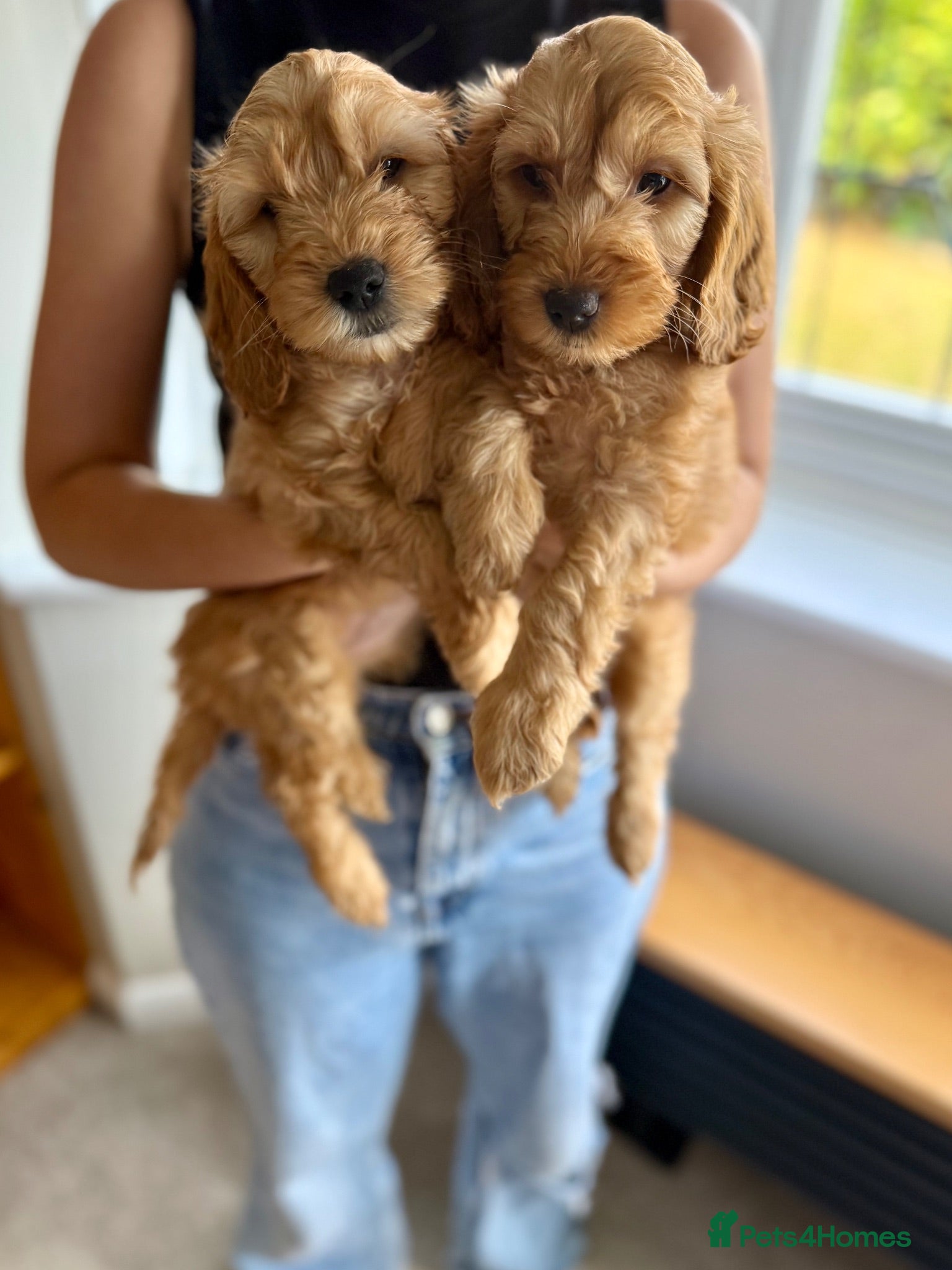 Cockapoo dogs Cockapoo Girls READY TO LEAVE - Advert 6
