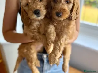 Cockapoo dogs Cockapoo Girls READY TO LEAVE - Advert 6
