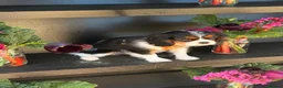Cavalier King Charles Spaniel dogs for sale: KC Female Cavalier King Charles Spaniel 16 months  in Worksop - Advert 14