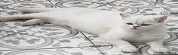 British Longhair cats for sale: SILVER CHINCHILLA GIRLS -HEALTH TESTED PARENTS - Advert 7