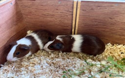 Guinea Pig rodents for sale: Pair of bonded brothers  - Image 7