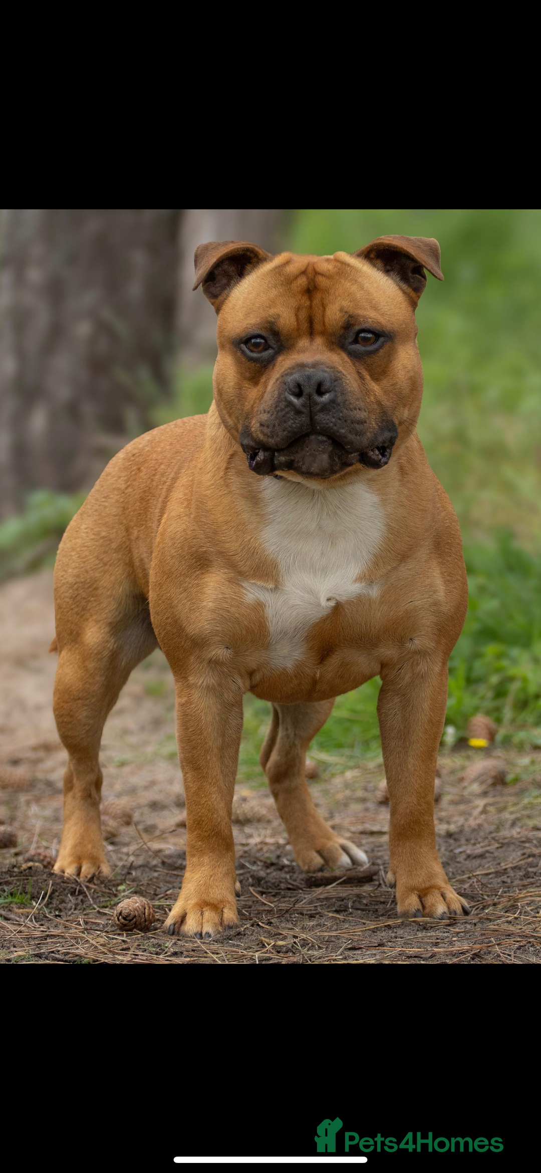 Staffordshire Bull Terrier dogs for sale: Red KC Reg Staffordshire Bull Terrier✨ - Image 10
