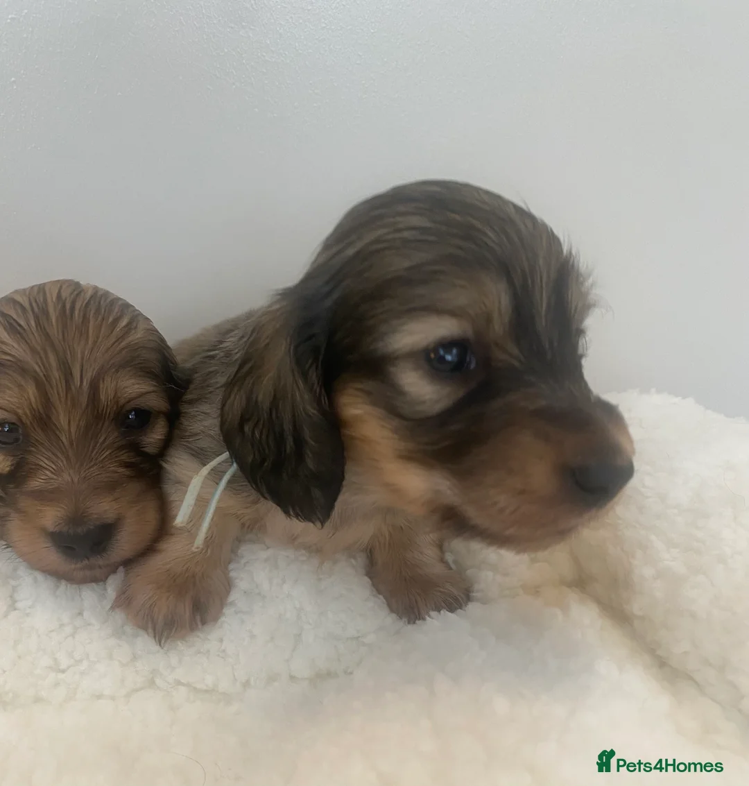 Miniature Dachshund dogs for sale: Two shaded cream boys available . - Advert 5