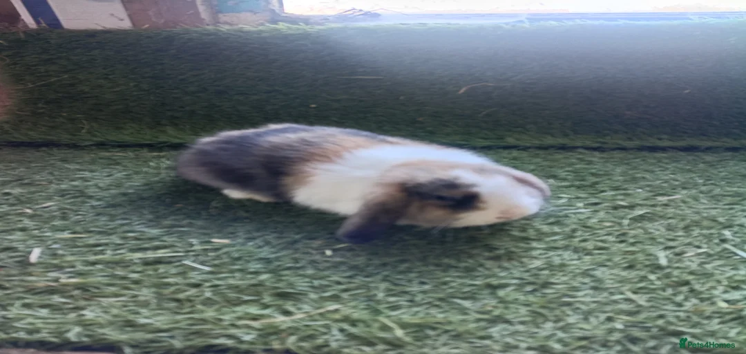 Gallery Image {{count}}