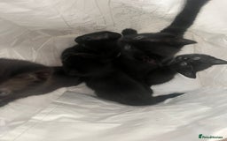 Mixed Breed cats for sale: 5 kittens ready to leave today  - Image 2