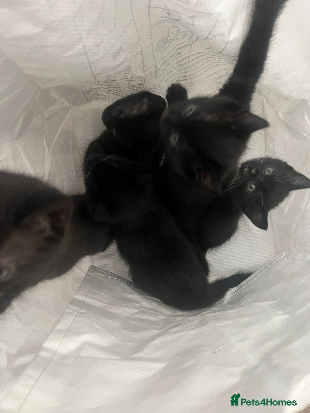 Mixed Breed cats for sale: 5 kittens ready to leave today  - Image 2