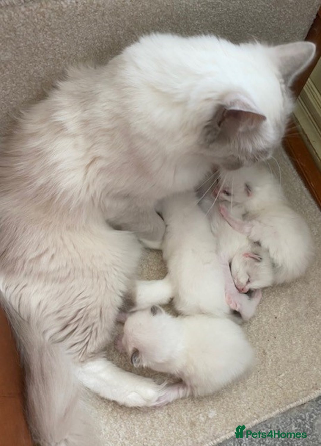 Ragdoll cats for sale: TICA REGISTERED PUREBRED RAGDOLL KITTENS AVAILABLE - Advert 35