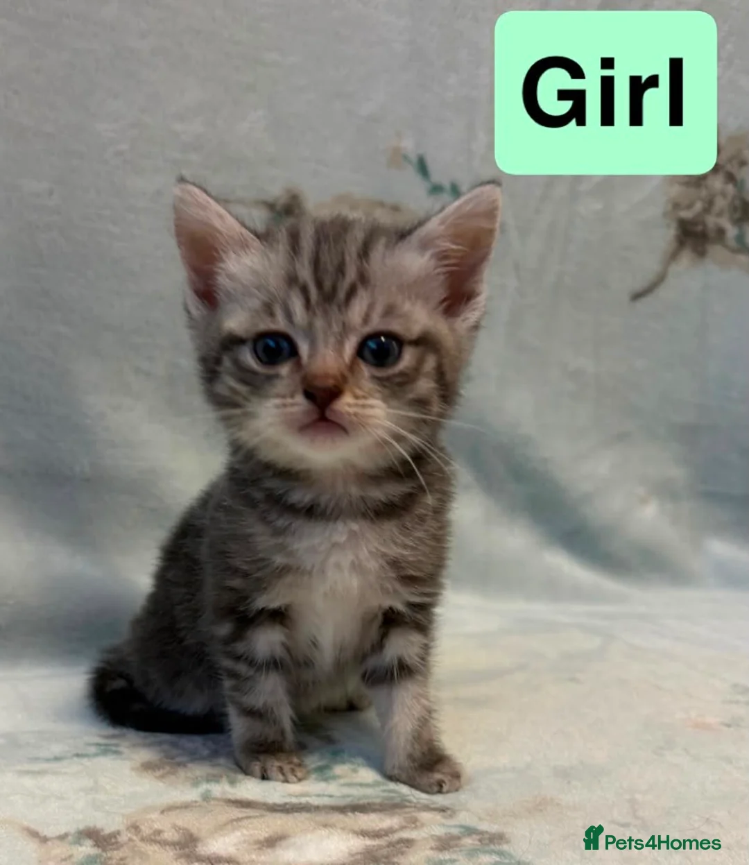 Mixed Breed cats for sale: 5 beautiful kittens for sale  - Advert 6