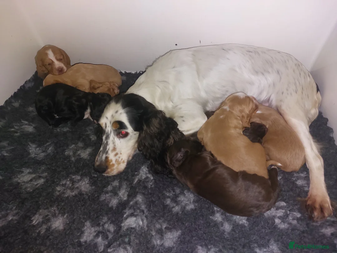 Cocker Spaniel dogs for sale: Cocker Spaniel Pups - Advert 2