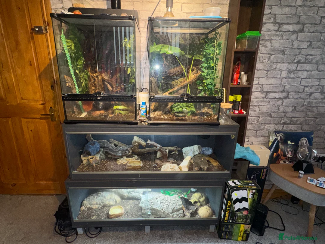 Gecko reptiles for sale: For sale, 5 geckos mixed - Advert 8