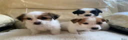 Jack Russell dogs for sale: Jackrussle puppys in Ashington - Advert 5