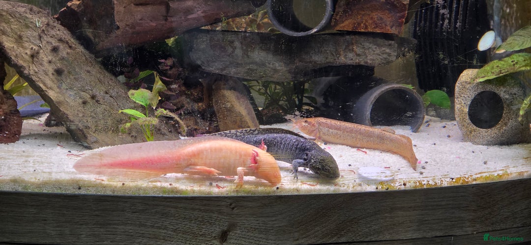 Axolotl reptiles for sale: Pair of axolotl  - Image 1