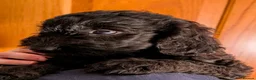 Labradoodle dogs for sale: Miniature Labradoodles -Merle, Phantom, Black, Red - Advert 18