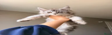 Possum